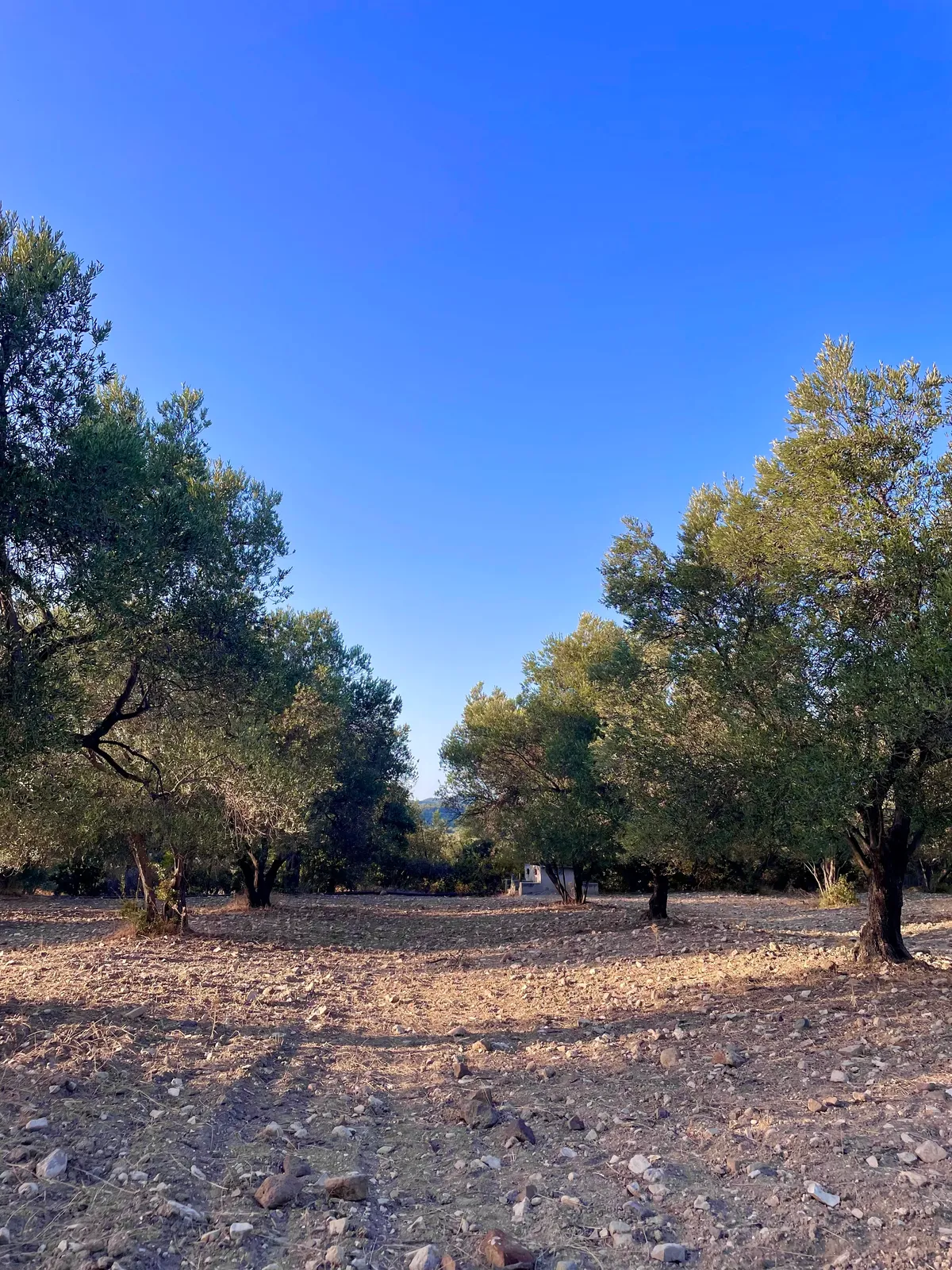 Moria Zeytinyağı Banner 3